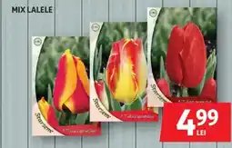 Auchan Mix lalele Ofertă