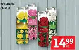 Auchan Trandafiri altoiţi Ofertă