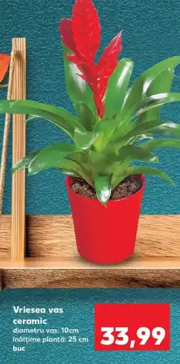 Kaufland Vriesea vas ceramic Ofertă