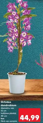 Kaufland Orhidee dendrobium Ofertă