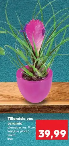 Kaufland Tillandsia vas ceramic Ofertă