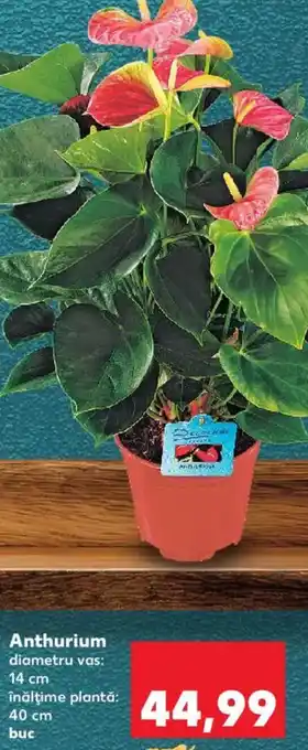 Kaufland Anthurium Ofertă