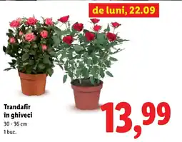 Lidl Trandafir în ghiveci Ofertă