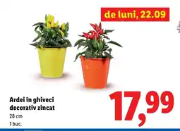 Lidl Ardei în ghiveci decorativ zincat Ofertă