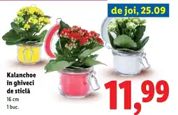 Lidl Kalanchoe în ghiveci de sticlă Ofertă
