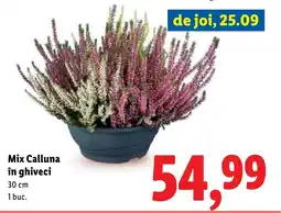 Lidl Mix Calluna în ghiveci Ofertă