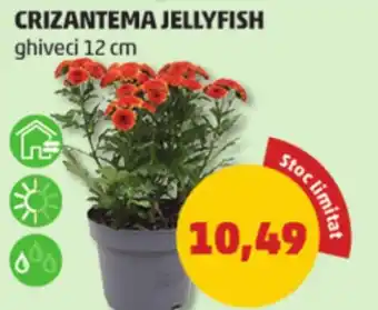 Penny Crizantema jellyfish Ofertă