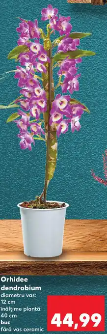 Kaufland Orhidee dendrobium Ofertă