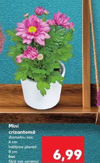 Kaufland Mini crizantemă Ofertă
