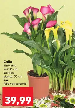 Kaufland Calla Ofertă