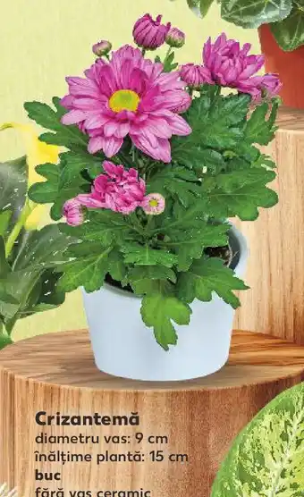 Kaufland Crizantemă Ofertă