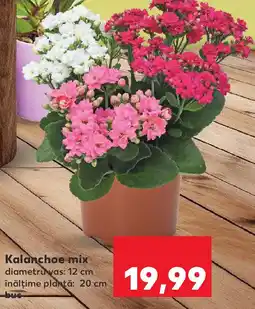 Kaufland Kalanchoe mix Ofertă