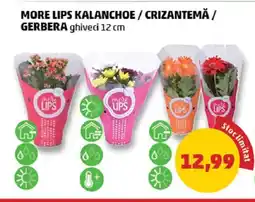 Penny More lips Kalanchoe / Crizantemă/ Gerbera Ofertă