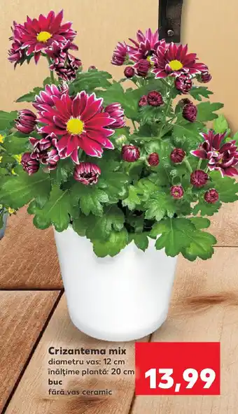 Kaufland Crizantema mix Ofertă