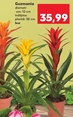 Kaufland Guzmania Ofertă