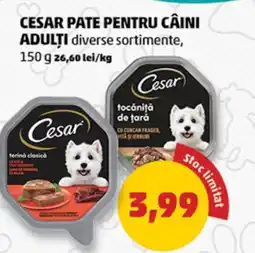 Penny Cesar pate pentru câini adulţi Ofertă