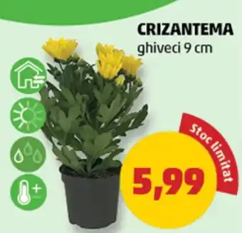 Penny Crizantema Ofertă
