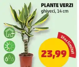 Penny Plante verzi Ofertă