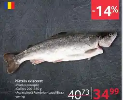 Selgros Păstrăv eviscerat Ofertă
