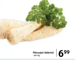 Selgros Pătrunjel rădăcină Ofertă