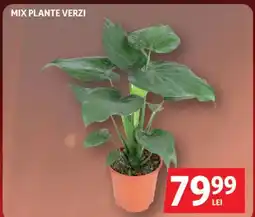 Auchan Mix plante verzi Ofertă