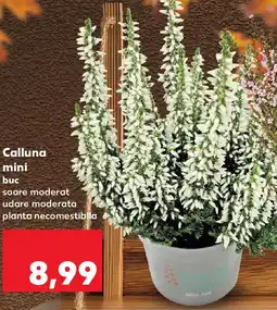 Kaufland Calluna mini Ofertă