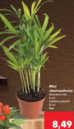 Kaufland Mini chamaedorea Ofertă