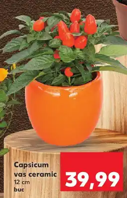 Kaufland Capsicum vas ceramic Ofertă