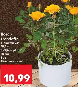 Kaufland Rosa - trandafir Ofertă