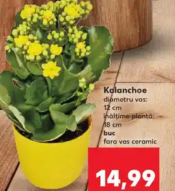 Kaufland Kalanchoe Ofertă