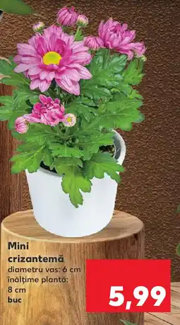 Kaufland Mini crizantemă Ofertă