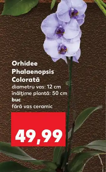 Kaufland Orhidee Phalaenopsis Colorată Ofertă