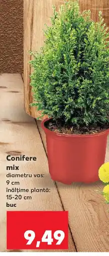 Kaufland Conifere mix Ofertă