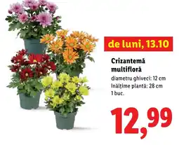Lidl Crizantemă multiflorǎ Ofertă