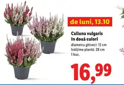 Lidl Calluna vulgaris în două culori Ofertă