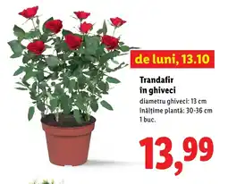 Lidl Trandafir în ghiveci Ofertă