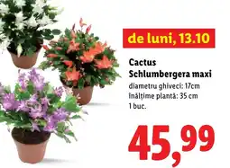 Lidl Cactus Schlumbergera maxi Ofertă