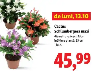 Lidl Cactus Schlumbergera maxi Ofertă