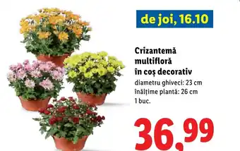 Lidl Crizantemă multifloră în Cos decorativ Ofertă