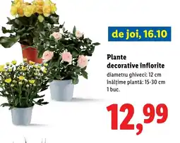 Lidl Plante decorative înflorite Ofertă