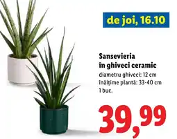 Lidl Sansevieria în ghiveci ceramic Ofertă