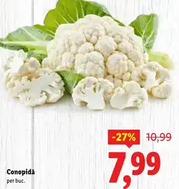 Lidl Conopidă Ofertă