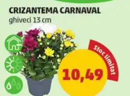 Penny Crizantema carnaval Ofertă