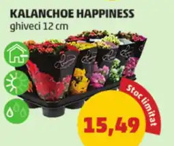 Penny Kalanchoe happiness Ofertă