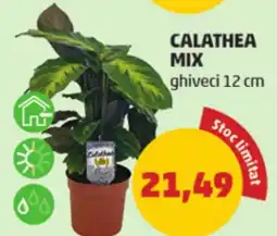 Penny Calathea mix Ofertă