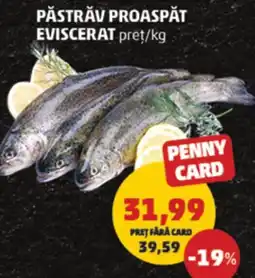 Penny Păstrăv proaspăt eviscerat Ofertă