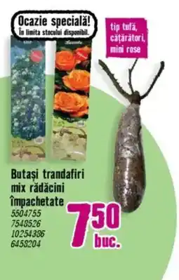 Hornbach Butaşi trandafiri mix rădăcini împachetate Ofertă