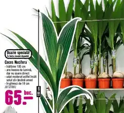 Hornbach Cocos Nucifera Ofertă