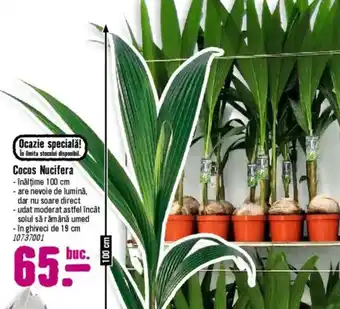 Hornbach Cocos Nucifera Ofertă