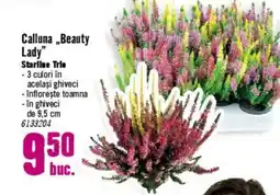 Hornbach Calluna „Beauty Lady" Starline Trio Ofertă